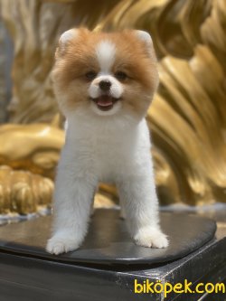 Teddy Bear Boo Pomeranian Ayı Surat 3
