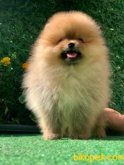 TEDDY BEAR BOO  SIFIR BURUN 3