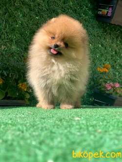 TEDDY BEAR BOO  SIFIR BURUN 1