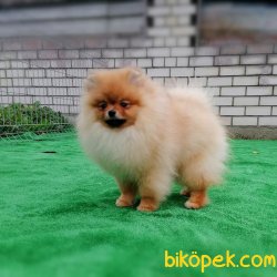 Teddy Bear Eğitmli Secereli Pomeranian Boo 1