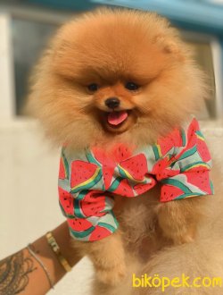 Teddy Bear Eğitmli Secereli Pomeranian Boo 3