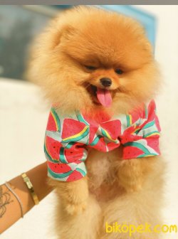 Teddy Bear Eğitmli Secereli Pomeranian Boo 2