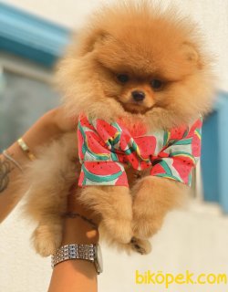 Teddy Bear Eğitmli Secereli Pomeranian Boo 4