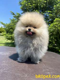 TEDDY BEAR FACE AYI SURAT POMERANİAN BOO 1