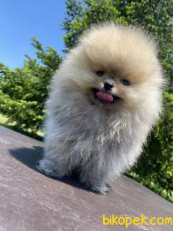 TEDDY BEAR FACE AYI SURAT POMERANİAN BOO 2