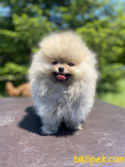 TEDDY BEAR FACE AYI SURAT POMERANİAN BOO 3