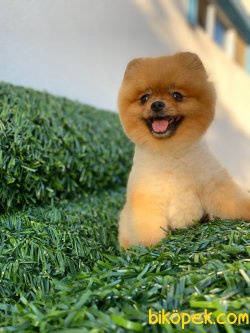TEDDY BEAR FACE BOO 1