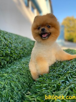 TEDDY BEAR FACE BOO 3
