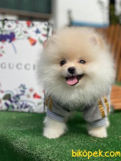 TEDDY BEAR FACE BOO YAVRULAR 3