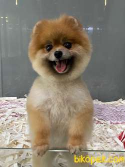 Ücretli Teddy Bear Face Gülen Surat Di̇şi̇ Boo 1