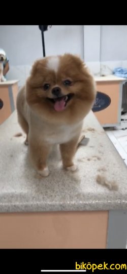 TEDDY BEAR FACE MÜKEMMEL KALİTE TOY POODLE YAVRULARIMIZ 2