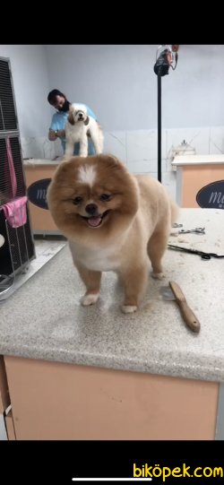 TEDDY BEAR FACE MÜKEMMEL KALİTE TOY POODLE YAVRULARIMIZ 3