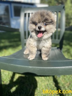TEDDY BEAR FACE ORJİNAL POMERANİAN BOO 3