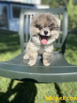 TEDDY BEAR FACE ORJİNAL POMERANİAN BOO 2