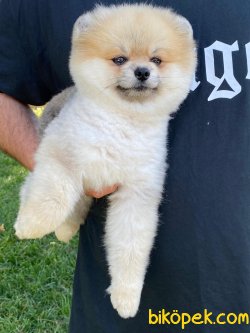 TEDDY BEAR FACE POMERANİAN BOO 3