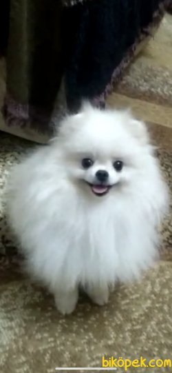 TEDDY BEAR FACE POMERANİAN BOO 2