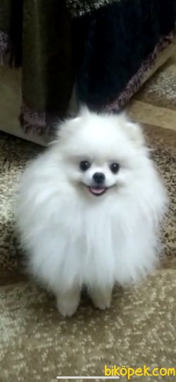 TEDDY BEAR FACE POMERANİAN BOO 1