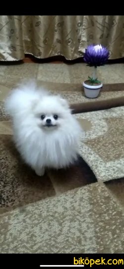 TEDDY BEAR FACE POMERANİAN BOO 3