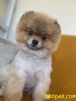 TEDDY BEAR FACE POMERANİAN BOO 2