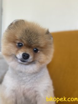 TEDDY BEAR FACE POMERANİAN BOO 1