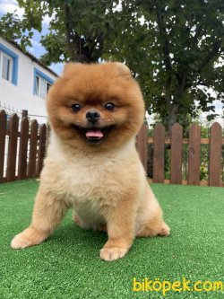 TEDDY BEAR FACE POMERANİAN BOO 4