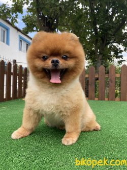 TEDDY BEAR FACE POMERANİAN BOO 2