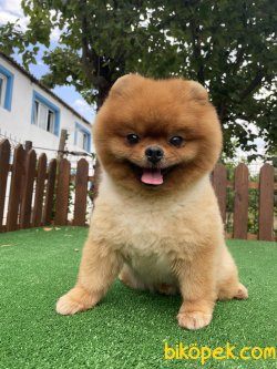 TEDDY BEAR FACE POMERANİAN BOO 1