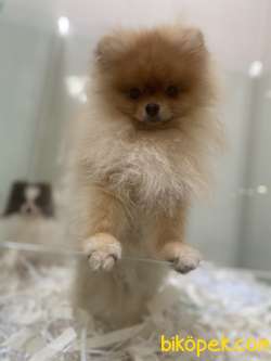 TEDDY BEAR FACE POMERANİAN BOO 2