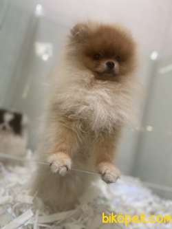 TEDDY BEAR FACE POMERANİAN BOO 3