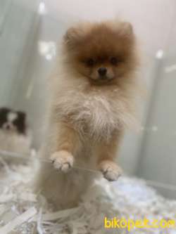 TEDDY BEAR FACE POMERANİAN BOO 1