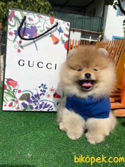 TEDDY BEAR FACE POMERANİAN BOO 3