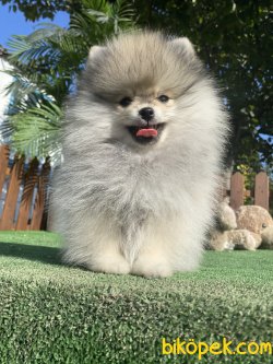 TEDDY BEAR FACE POMERANİAN BOO 1