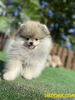 TEDDY BEAR FACE POMERANİAN BOO 2