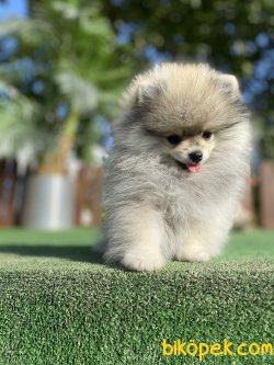 TEDDY BEAR FACE POMERANİAN BOO 3