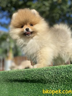 TEDDY BEAR FACE POMERANİAN BOO 2