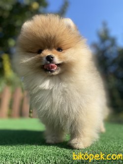 TEDDY BEAR FACE POMERANİAN BOO 3