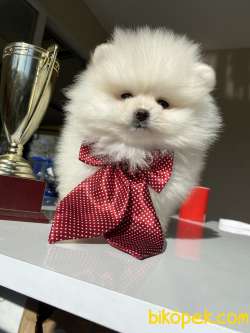 TEDDY BEAR FACE POMERANİAN BOO 3