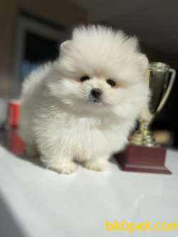 TEDDY BEAR FACE POMERANİAN BOO 2