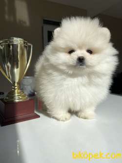 TEDDY BEAR FACE POMERANİAN BOO 1