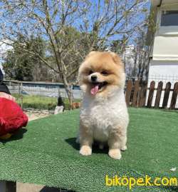 TEDDY BEAR FACE POMERANİAN BOO OĞLUMUZ  B 2