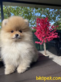 TEDDY BEAR FACE POMERANİAN BOO SECERELİ 3