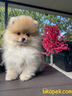 TEDDY BEAR FACE POMERANİAN BOO SECERELİ 1