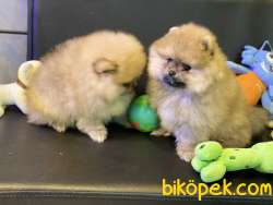 Teddy Bear Face Pomeranian Boo Yavrular 2