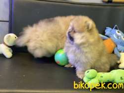Teddy Bear Face Pomeranian Boo Yavrular 3