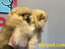 Teddy Bear Face Pomeranian Boo Yavrular 1