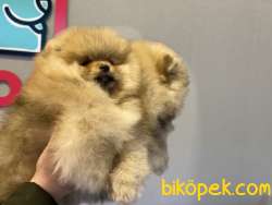 Teddy Bear Face Pomeranian Boo Yavrular 5