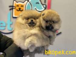 Teddy Bear Face Pomeranian Boo Yavrular 4