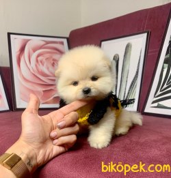Teddy Bear Face Pomeranian Booo Yavrular 4
