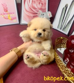 Teddy Bear Face Pomeranian Booo Yavrular 3