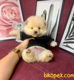 Teddy Bear Face Pomeranian Booo Yavrular 5